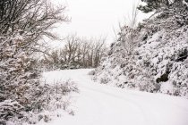 Pintoresco paisaje de camino nevado vacío entre los árboles en día nublado en invierno - foto de stock