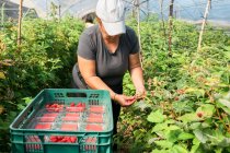 Agricultora adulta em pé em estufa e recolhendo framboesas maduras de arbustos durante o processo de colheita — Fotografia de Stock