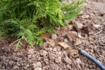 Árbol de coníferas con ramitas exuberantes y suelo en hoyo entre terrenos ásperos durante el día - foto de stock
