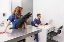 Smiling woman stroking fluffy Yorkshire Terrier and talking to male assistant working on computer in vet clinic — Stock Photo
