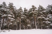 From below of tall evergreen trees with snowy branches growing in wild woodland in winter day — Stock Photo