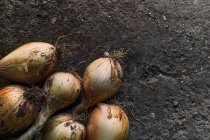 Top view close-up of a pile of onions on the ground — Stock Photo