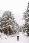 Visão traseira da pessoa distante em outerwear em pé no caminho nevado entre árvores de coníferas nevadas na floresta de inverno ao tirar fotos da paisagem com telefone celular — Fotografia de Stock