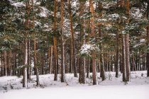 Alti alberi sempreverdi con rami innevati che crescono nei boschi selvatici durante la giornata invernale — Foto stock