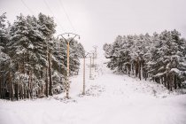 Fila de postes con cables eléctricos ubicados entre árboles de coníferas nevadas en bosques en día nublado de invierno - foto de stock