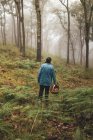 Задний вид женщины, гуляющей по деревьям и собирающей грибы в плетеной корзине в туманном лесу — стоковое фото