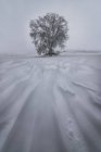 Veduta panoramica dell'albero secco che cresce su terreni innevati con colline sotto il cielo chiaro nella giornata invernale in campagna — Foto stock