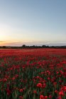 Vue panoramique de fleurs de pavot en fleurs avec un arôme agréable poussant sur des terres agricoles sous le ciel bleu en journée — Photo de stock