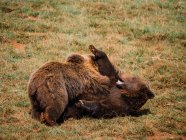 Pequeños osos con pelaje marrón esponjoso que se divierten en el prado con hierba descolorida en savanna - foto de stock