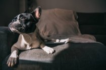 Curioso purosangue domestico Bulldog francese sdraiato su un comodo divano con coperta al sole splendente guardando altrove — Foto stock