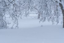 Vista panorámica de árboles con ramas secas curvadas que crecen en terrenos nevados en invierno - foto de stock
