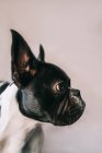 Pequeno Bulldog francês em perfil com orelhas levantadas olhando para longe em um fundo rosa — Fotografia de Stock