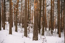 Alti alberi sempreverdi con rami innevati che crescono nei boschi selvatici durante la giornata invernale — Foto stock