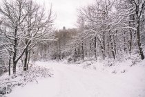 Picturesque scenery of empty snowy roadway among trees in cloudy day in winter time — Stock Photo
