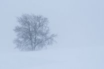 Veduta panoramica dell'albero secco che cresce su terreni innevati con colline sotto il cielo chiaro nella giornata invernale in campagna — Foto stock