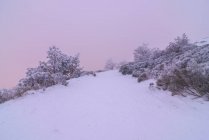 Mit Schnee bedeckte Nadelbäume im nebligen Wintertal des Sierra de Guadarrama Nationalparks bei Sonnenuntergang — Stockfoto