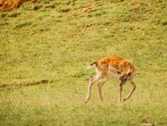 Cervo de pousio europeu com pele marrom se divertindo no gramado em savana no dia de verão — Fotografia de Stock