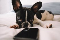 Cute purebred French Bulldog lying on comfortable bed and looking at cellphone with interest — Stock Photo