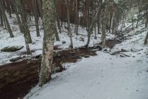 Winding creek flowing through leafless forest covered with snow in winter Sierra de Guadarrama National Park — Stock Photo
