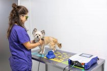 Side view of veterinary physiotherapist applying ultrasound care to a dog with a bandaged hind leg — Stock Photo