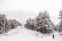 Віддалена людина в верхньому одязі, що стоїть на сніжному шляху серед сніжних хвойних дерев в зимовому лісі, фотографуючи пейзаж з мобільним телефоном — стокове фото