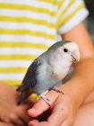 Anónimo lindo niño en camiseta a rayas sentado con pequeño pájaro con plumaje gris en casa - foto de stock