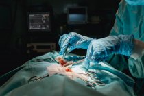 Colheita de veterinário anônimo em luvas estéreis com pinças cirúrgicas e tesouras operando animal contra monitor de frequência cardíaca no hospital — Fotografia de Stock