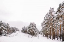 Віддалена людина в верхньому одязі, що стоїть на сніжному шляху серед сніжних хвойних дерев в зимовому лісі, фотографуючи пейзаж з мобільним телефоном — стокове фото