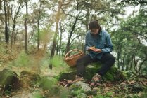 Micólogo femenino serio sentado en la roca musgosa mirando Lactarius delicioso hongo en el bosque con cesta - foto de stock