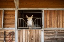 Stallone grigio museruole sbirciando fuori dalla stalla di legno con baldacchino a scuola di equitazione nella giornata di sole — Foto stock