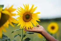 Ernte unkenntlich ethnische weibliche Berührung blühende Sonnenblume mit angenehmem Aroma und sanften Blütenblättern in der Landschaft — Stockfoto