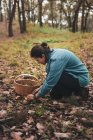 Жінка збирає їстівний дикий шафрановий молочний шапка гриб з землі, вкритий опалим сухим листям і кладе в плетений кошик — стокове фото