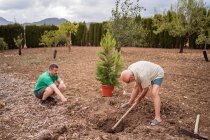 Side view of elderly male horticulturist with pick axe loosening soil in pit against son and pine tree on terrain — Stock Photo