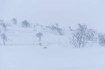 Живописный вид на склон горы с сухими деревьями и снегом под легким небом зимой — стоковое фото