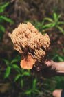 Cropped unrecognizable person holding an edible Ramaria coral fungi mushroom growing on ground covered with fallen fry leaves in autumn forest — Stock Photo
