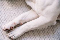 De cima closeup de patas do cão doméstico que jaz na planície suave em casa — Fotografia de Stock