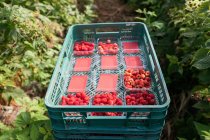 From above of plastic container full of ripe red raspberries in crates in agricultural plantation — Stock Photo