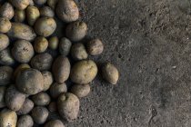 Top view close-up of a pile of potatoes on the ground — Stock Photo