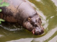 Alto ángulo de hipopótamo con piel gris bebiendo agua en estanque con ondulaciones a la luz del día - foto de stock