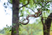 Retrato da jovem cobra Aesculapiana (Zamenis longissimus) em uma árvore — Fotografia de Stock