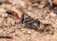 Prionyx kirbii è un genere di vespe della famiglia Sphecidae, che scava una buca per seppellire le loro larve. — Foto stock