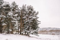 Hohe immergrüne Bäume mit schneebedeckten Ästen, die im wilden Wald am Wintertag wachsen — Stockfoto