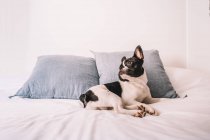 Curious purebred domestic French Bulldog lying on comfortable couch with blanket at bright sunshine resting on blue cushions looking away — Stock Photo