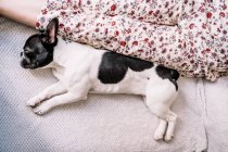 From above of crop anonymous female owner lying next to sleeping French Bulldog — Stock Photo
