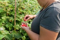 Взрослая женщина-фермер, стоящая в теплице и собирающая спелую малину из кустов во время сбора урожая — стоковое фото