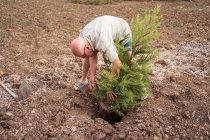 Orticoltore senior di sesso maschile in occhiali piantare conifere fuori vaso su terreno in campagna — Foto stock