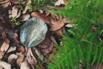 Grand angle de casquette indigo champignon comestible poussant sur le sol recouvert de feuilles sèches dans la forêt d'automne — Photo de stock