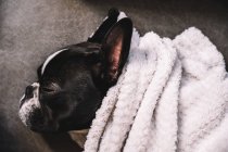 Над маленьким французьким бульдогом, загорнутим у рушник, який спокійно спить на підлозі. — стокове фото