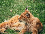 Lynx con pelliccia marrone e strisce nere sul muso distogliendo lo sguardo mentre sdraiato sul prato in estate — Foto stock