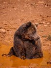 Медведь с пушистым коричневым мехом сидит в грязной луже, охлаждаясь среди пересеченной местности и глядя в сторону — стоковое фото